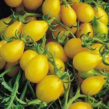 Hardy plants are ideal for small spaces and patios. Yellow Cherry Lots of small, 1/2", pretty fruits to toss in your salads.