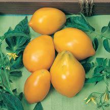Best Tomatoes for Slicing! Brandywines, Beefsteak, Black Krim, Big Beaf, Cherokee Purple, and Big Pink. Best Tomatoes for Sauces!