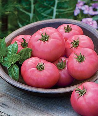 Big Pink For a sandwich, burger or salad to achieve the status of masterpiece, this flavor-packed tomato is a must. However you slice it, this medium-sized (8-10 oz.