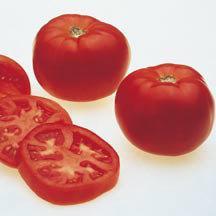 First Light Hybrid Ranks as one of the best tasting tomatoes ever.