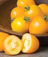 $6.00 each or Five for $25.00 Contact: TomatoMania2012@gmail.com 6 Golden Mama Hybrid Make a gorgeous golden sauce from the first yellow paste tomato bred.