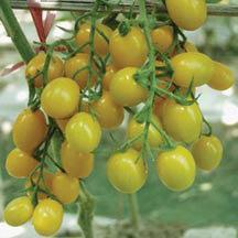 Clusters of unusual, sweet-flavored fruits cling to the vine longer than any other cherry tomato. Glossy, red-skinned fruits weigh 1 oz. each.