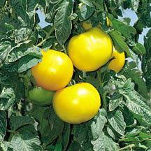 Full-season, high yields of deep scarlet, round, 1 to 1-1/4" diameter, flavorful fruits.
