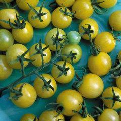 Merlot Hybrid VFF Incredibly crunchy and very sweet, these red grape tomatoes, 1/4 to 1/2 oz., are a real treat!