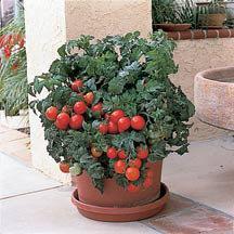 Murray Smith This large, flavorful tomato is only available on the Central Coast, and was developed by Howard Brown, former dean of College of