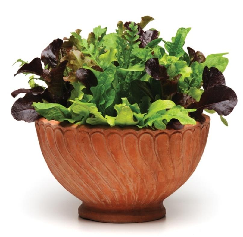 Mixed Greens SimplySalad Alfresco Mix A brand-new way to easily grow mixed salads for cool-season gardens!