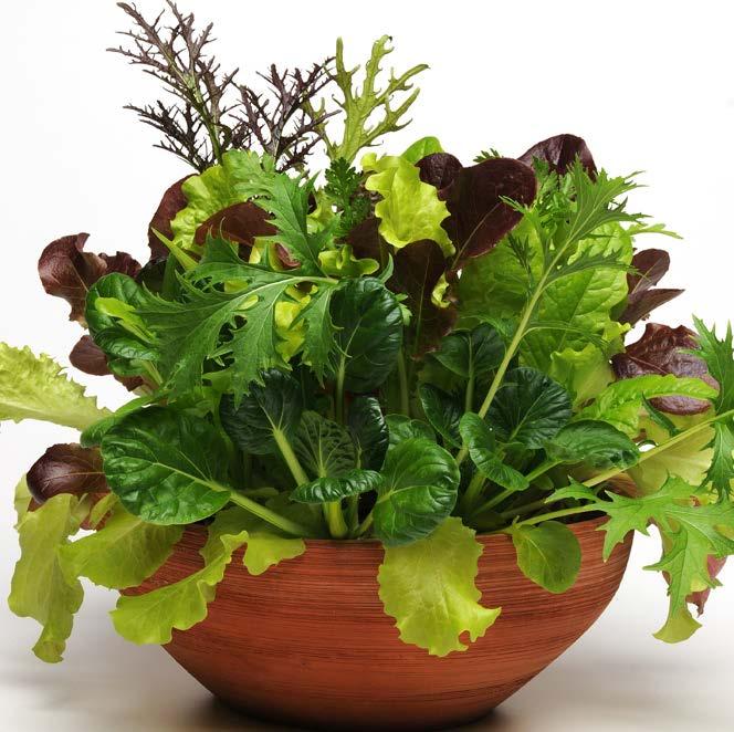 Mixed Greens SimplySalad Global Gourmet Mix A brand-new way to easily grow mixed salads for cool-season gardens!