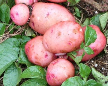 Potato Quick Sprouts Rooted potato sprouts that make potato transplants possible for the home gardener to use in the