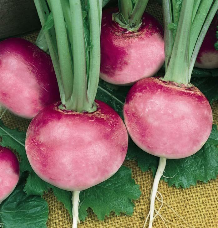 Radish Pink Beauty Rose-pink color adds a new color to a relish tray Round & smooth, small taproot, unique flavor, crisp