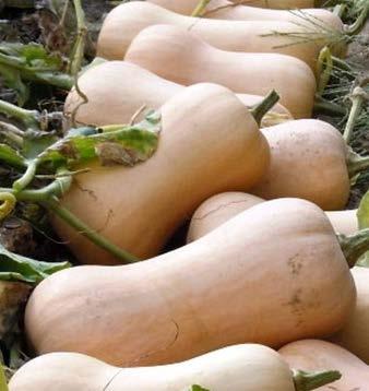 Squash Butterfly Harvest high quality butternut winter squash 90 days from seeding Fruits produced on space saving semi-bush plants average 3.