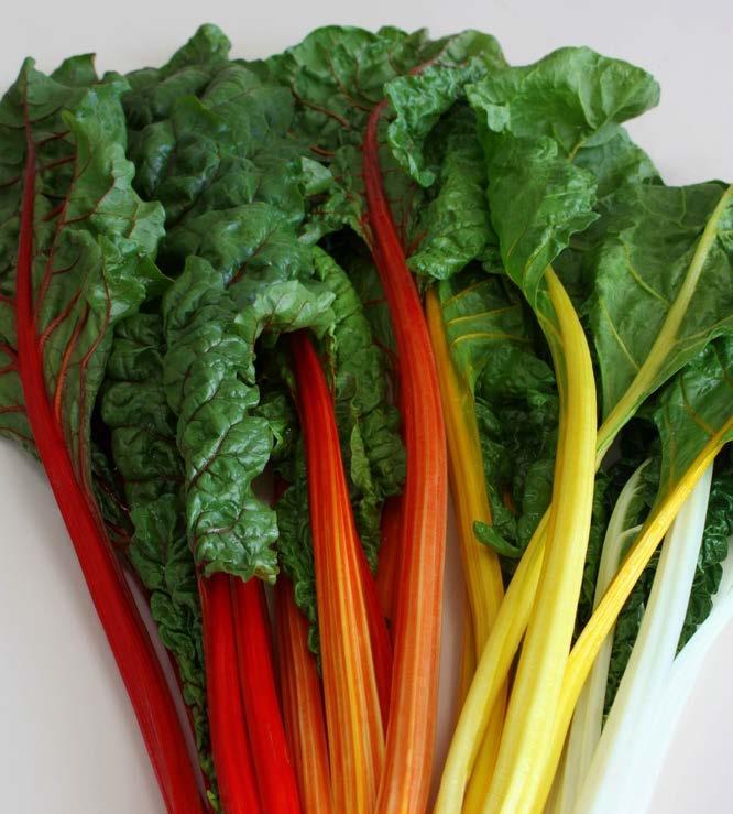 Swiss Chard Celebration Vibrant pink, orange and yellow Highly uniform plants Dark green glossy leaves Grow in