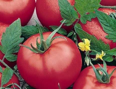 Tomato Brandymaster Pink F 1 Originally an Amish heirloom tomato Fruits weigh 10 oz.
