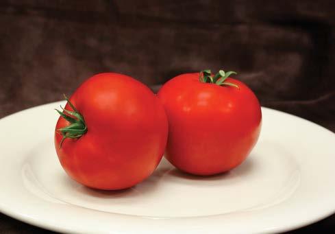 Tomato Charger Sakata Seed America, Inc.