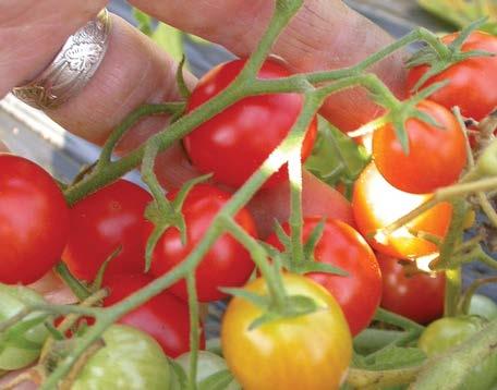 Tomato Cherry Buzz Territorial Seed Company Very early to ripen Produces loads of tasty, bitesized