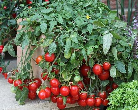Tomato Cherry Falls As the name implies, cherry sized and cherry colored fruit cascades to form a waterfall of about 300 fruits Sweet and juicy 1.
