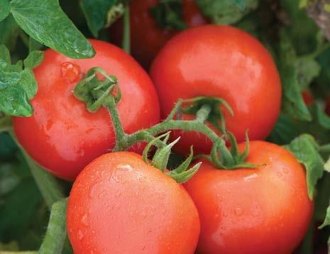 Tomato Defiant PhR Mid-size slicer Fruits weigh 6-8 oz.