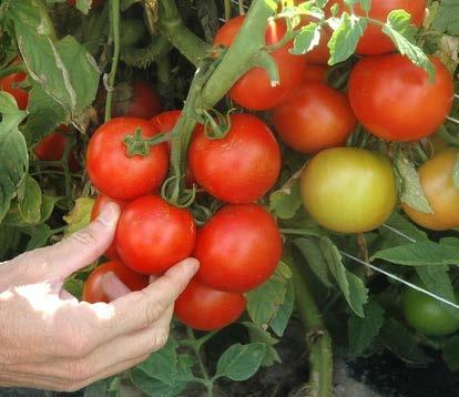 Tomato Premio Indeterminate plant produces good yields of high quality 4 oz fruit in clusters of 6 to 8 fruit Fruit ripen uniformly with good red