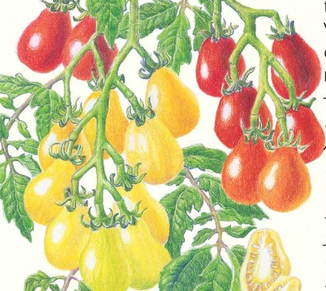 Tomato Red & Yellow Pear Blend Heirloom pear tomatoes from the late 1880 s Sweet, mild flavor Low acidity