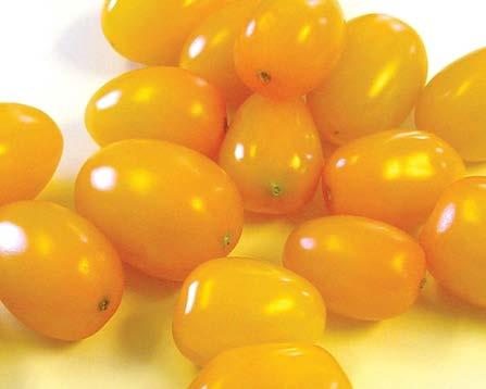 Tomato Solid Gold Unique colored grape tomato Excellent sweet and tart flavor Vigorous plants with outstanding