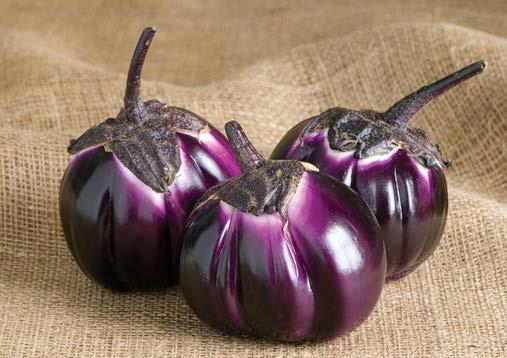 Eggplant Barbarella Beautiful eye-catching fruit Very nearly round, 4-5" long and 4-6" diameter Excellent tasting
