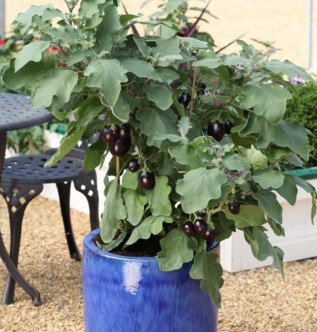 Eggplant Pot Black Highly ornamental black 2-3 oz fruit Container conversation piece Pick from ping pong ball size until tennis ball size 30 or more