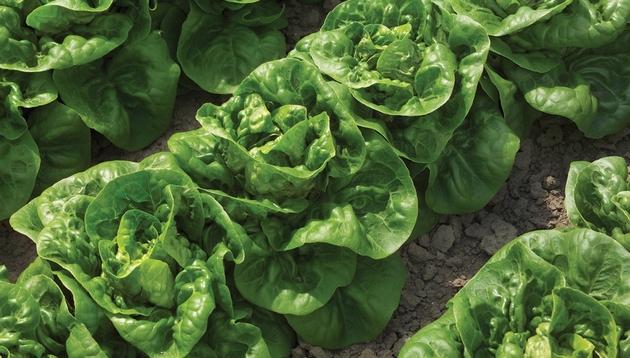 Lettuce Bambi Dark green smooth leaves form true mini heads Performs well in early, mid, and late