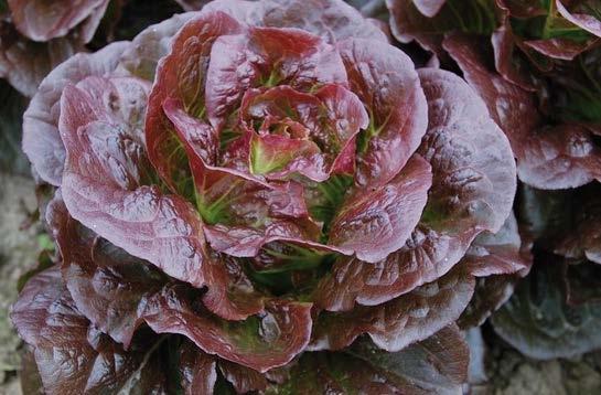 Lettuce Rhazes A true little gem-type for spring, summer, and fall planting Resistant to DM races 1,