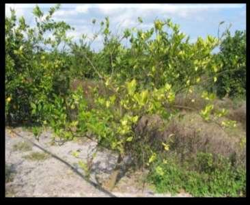 Economic impact of HLB in Florida - Death of citrus trees