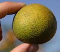 properties - All known commercial citrus species are