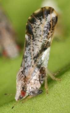 The Asian citrus psyllid Adults jump when approached They sit in a vertical position