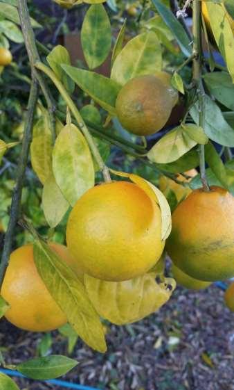 Finding in Franklin Co, FL Citrus tree