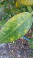 UF 2016 IFAS Citrus plant  Note the