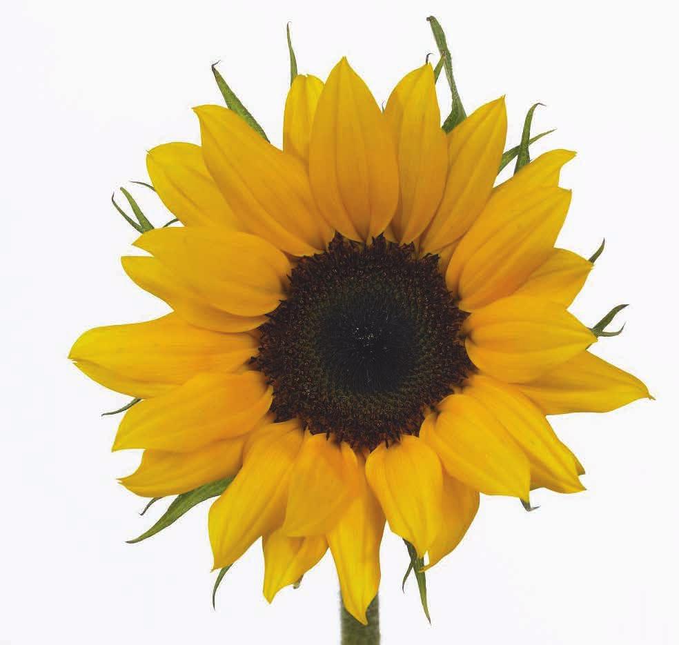 Sunflower Botanical name: Helianthus Annuus. Common names: Sunflower Sunflowers have daisylike blossoms that can be 2 to 10 inches in diameter.