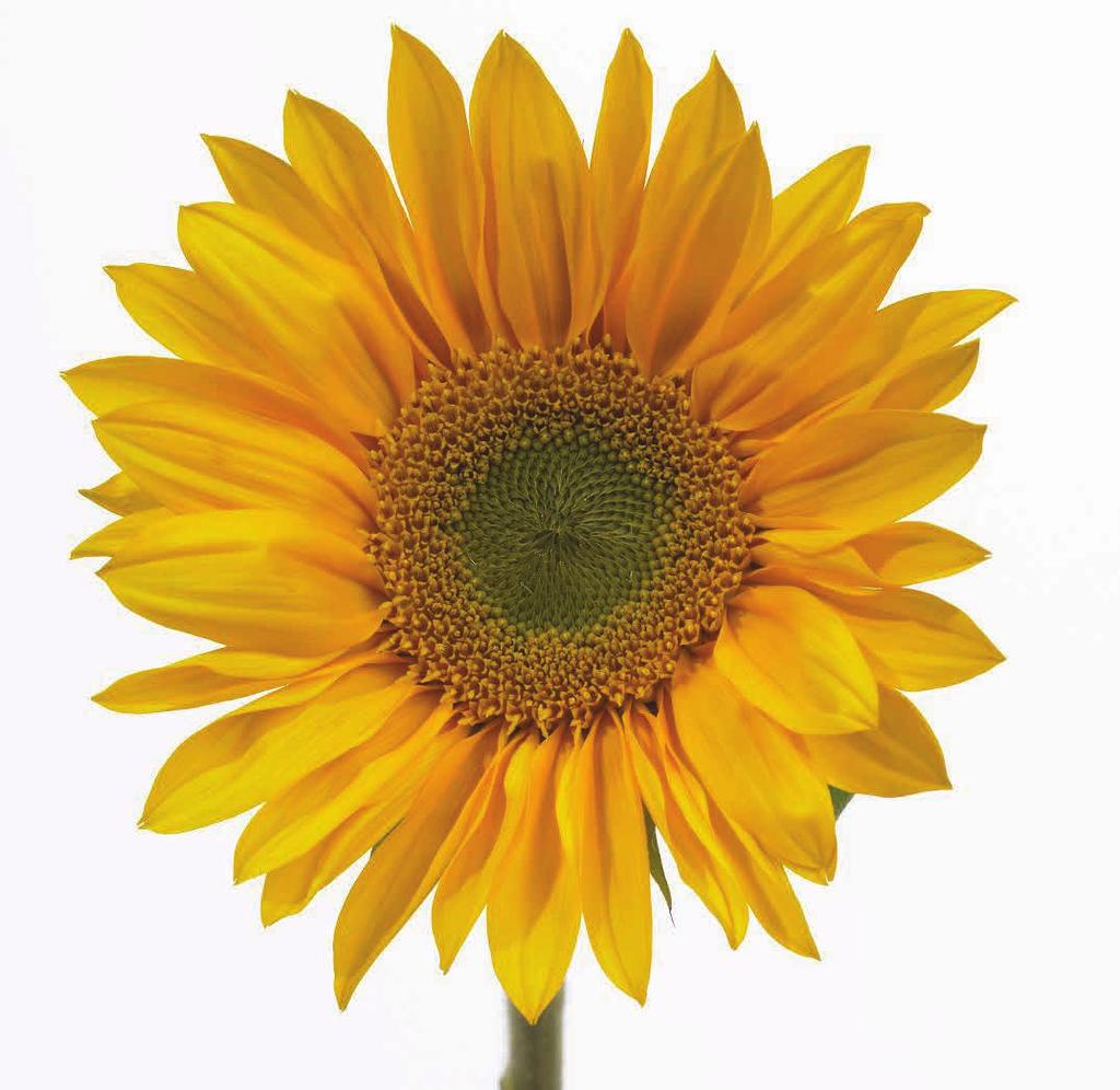 Process Immediately: Sunflowers are highly susceptible to water stress, so remove them from the shipping boxes immediately upon arrival.