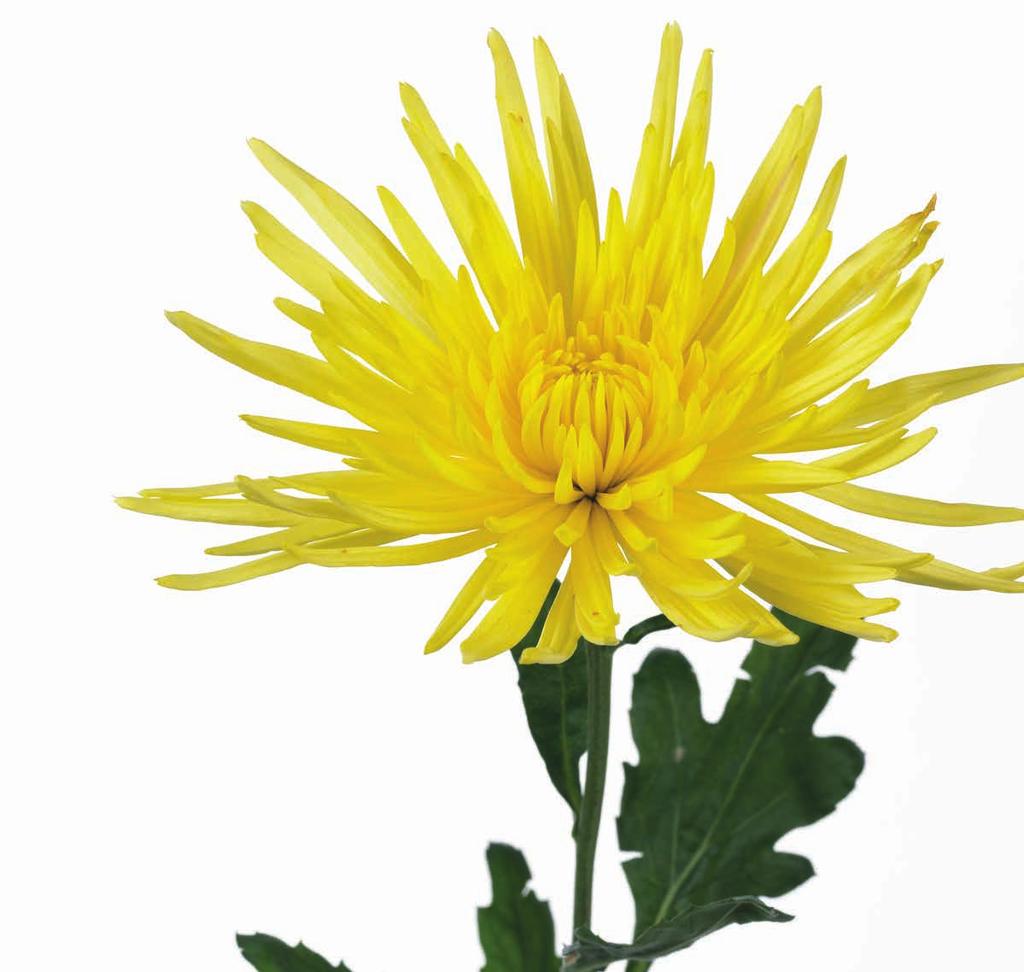 Anastasia Botanical name: Chrysanthemum. Common names: Spider Mums Anastasia has a single head with elongated outer petals with no defined center.