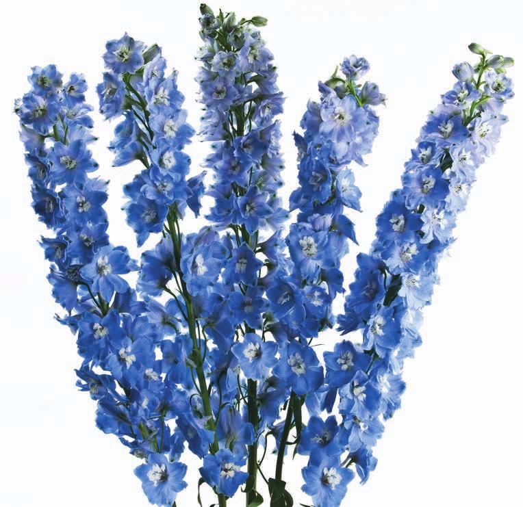 Colors: light blue, dark blue, white, cream, muave, lavender and purple.