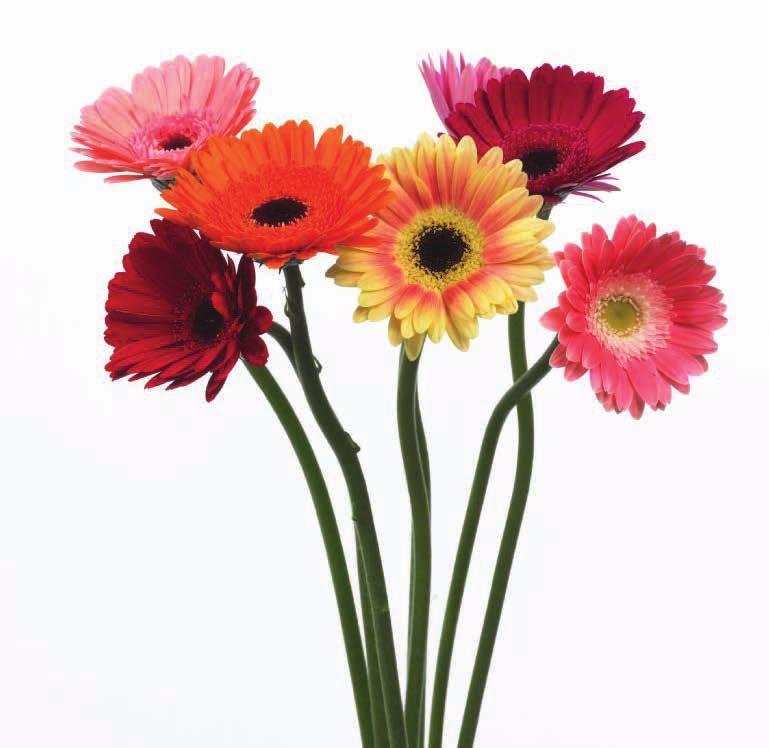 Gerbera Daisy Botanical name: Gerbera Jamesonii. Common names: Transvaal Daisy, Barberton Daisy, African Daisy, Veldt Daisy Gerbera s daisylike blooms come in different sizes and colors.