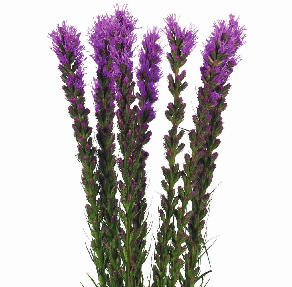petals. Stems are usually tall, thin and stiff. Colors: purple, lavander, red-violet and white.