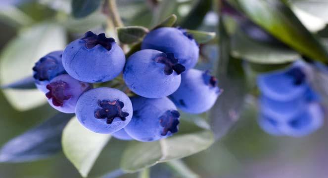 Vaccinium--Blueberries Uses Landscape Patio Plant Excellent anti-oxidants Self fertile but better yield with