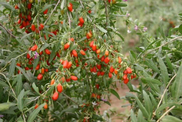 Goji Berry - Lycium barbarum Fast grower, easy to grow Keep ph at 7 or above