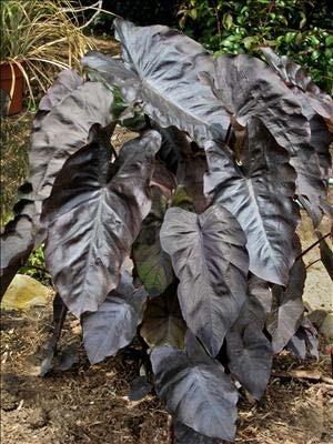 Colocasia Black Coral PP23,869 Striking black foliage with