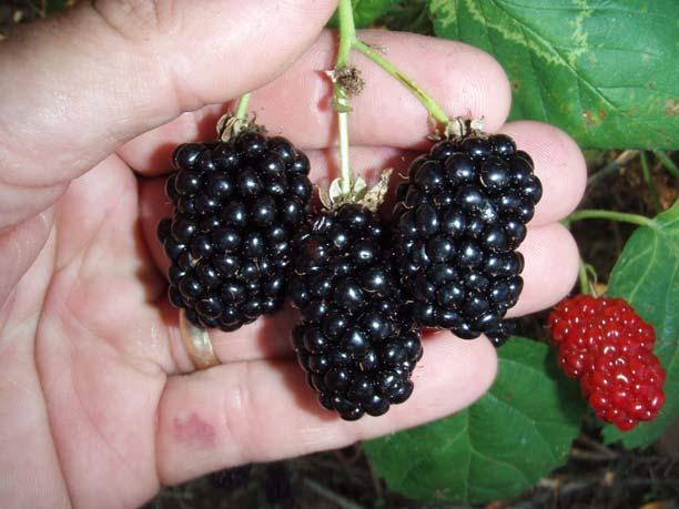Rubus--Blackberries Native to most of U.S.