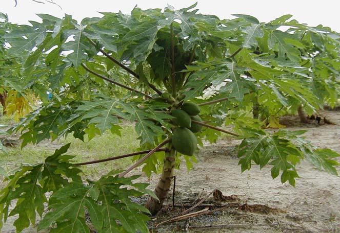 Carica--Papaya Excellent container plants TR Hovey : dwarf