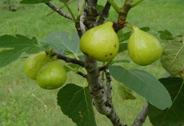 Ficus Figs Height: 2 to 4 feet (as 1 to 3 gallon pot) Finish in 3 to 4 months Fast and easy to grow; delicious fruit Grown