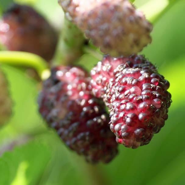 Dwarf Mulberry Morus nigra Dwarf Everbearing --fruits