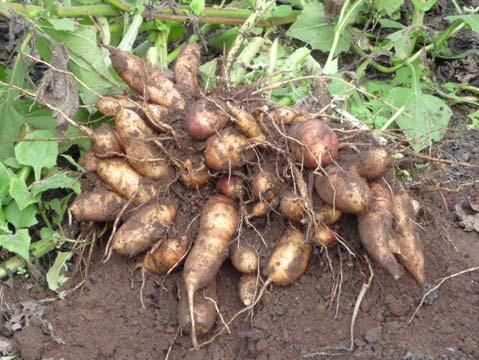 & crunchy tubers --Huge commercial potential