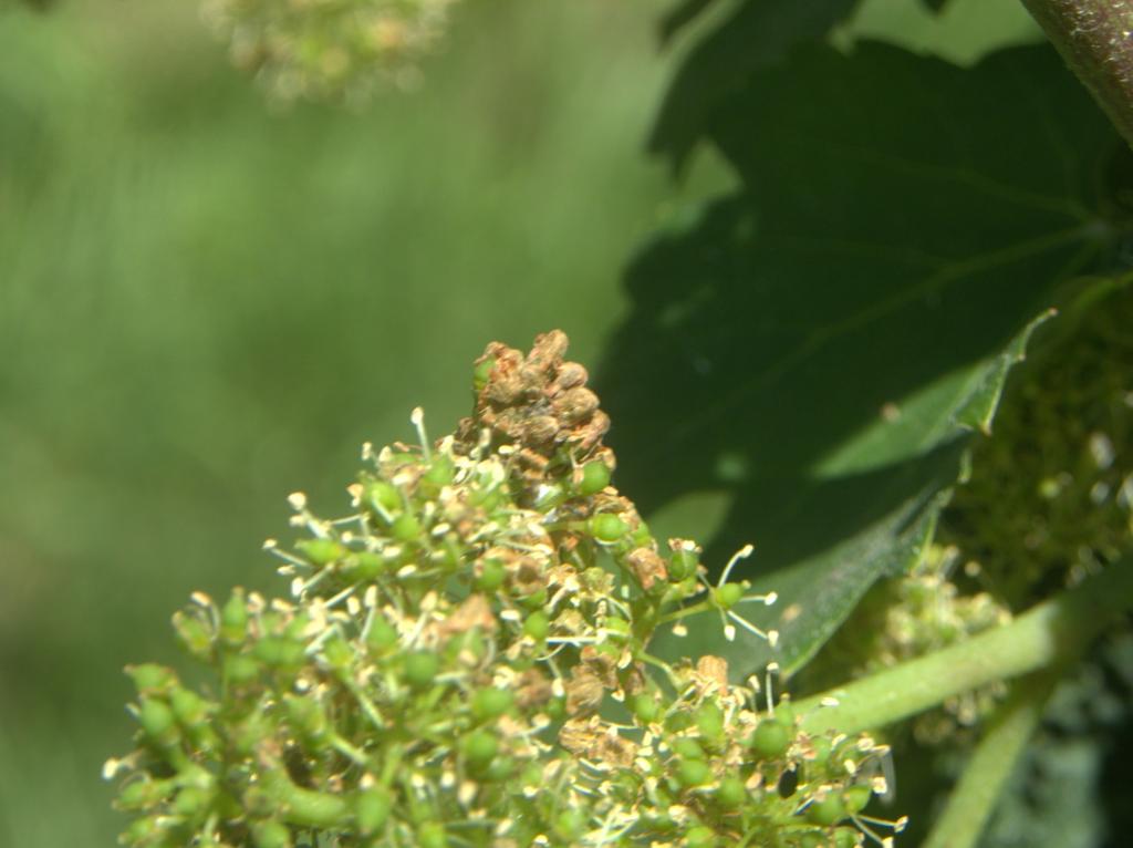 Figure C.9. Bunched florets are indications of grape berry moth infestation on grape flower cluster around bloom.