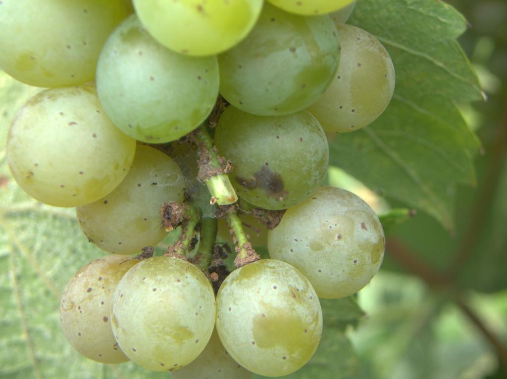 Figure C.13. Following bunch-closure and veraison, you should inspect clusters for signs of grape berry moth feeding and damage.