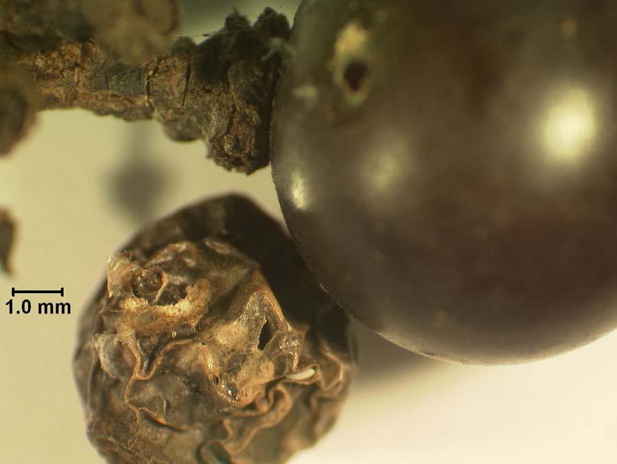 Figure C.14. Around veraison, you will begin to see mummified berries that have detached from the cluster pedicels but remain webbed to an adjacent berry.