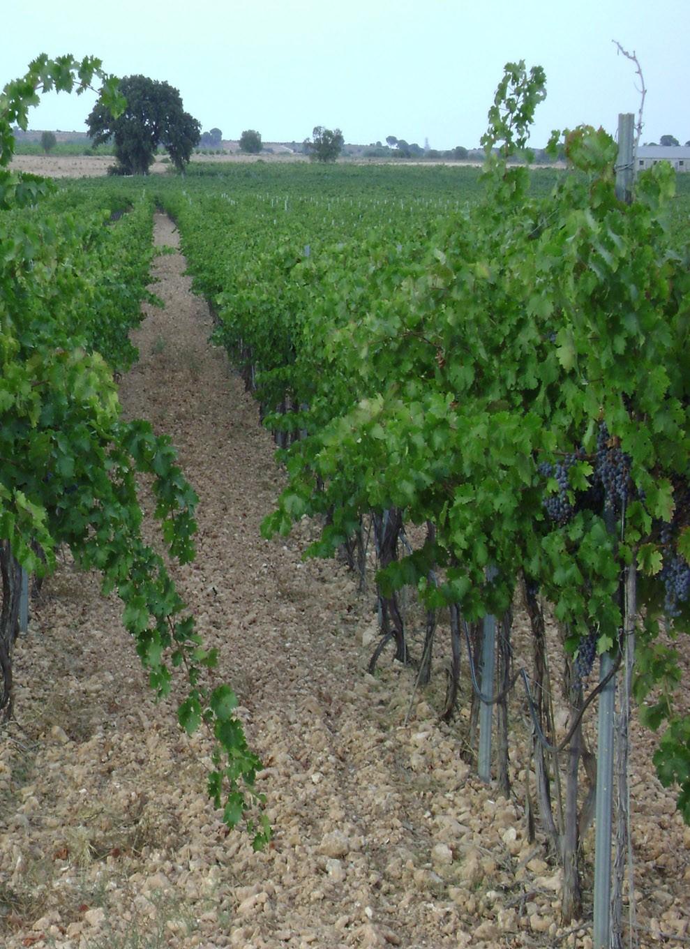 The difference between grapes begins with design vineyard. Our trellises are unique in area. They are two meters high, and formation takes place at one metre and twenty centimeters.